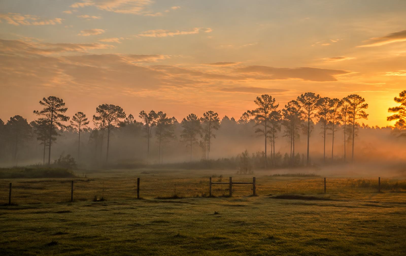 Longleaf pines at sunrise in Southwest Georgia